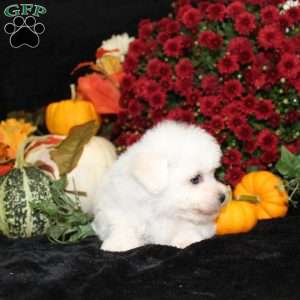 Jupiter, Bichon Frise Puppy