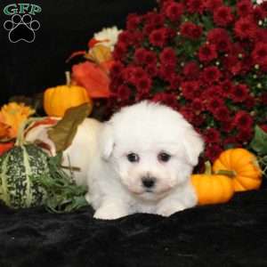 Jupiter, Bichon Frise Puppy