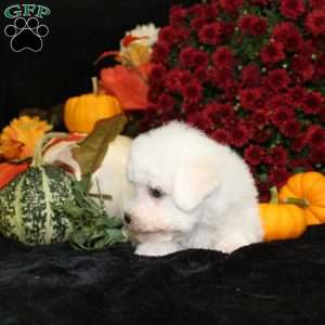 Jupiter, Bichon Frise Puppy