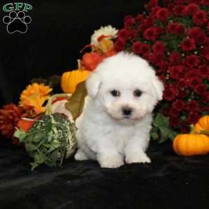 Jupiter, Bichon Frise Puppy