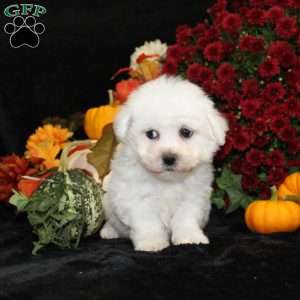 Jupiter, Bichon Frise Puppy