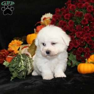 Jupiter, Bichon Frise Puppy