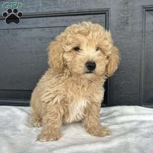 Buster, Bich-Poo Puppy