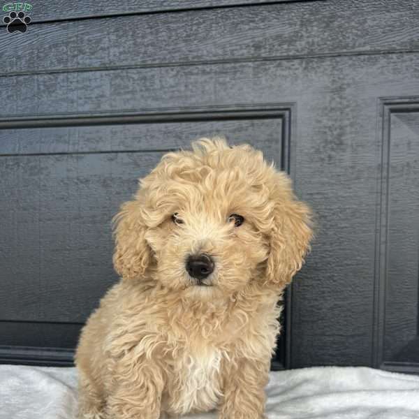 Buster, Bich-Poo Puppy