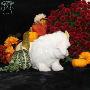 Jewel, Bichon Frise Puppy