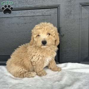 Buster, Bich-Poo Puppy