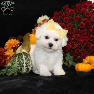Jewel, Bichon Frise Puppy