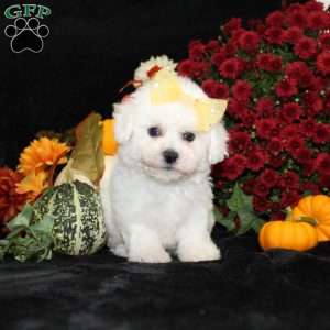 Jewel, Bichon Frise Puppy