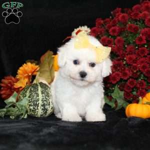 Jewel, Bichon Frise Puppy