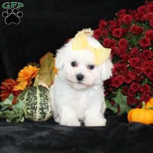 Jewel, Bichon Frise Puppy