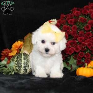 Jewel, Bichon Frise Puppy