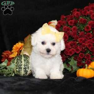 Jewel, Bichon Frise Puppy