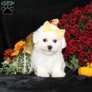 Jewel, Bichon Frise Puppy