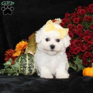 Jewel, Bichon Frise Puppy
