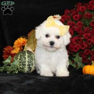 Jewel, Bichon Frise Puppy