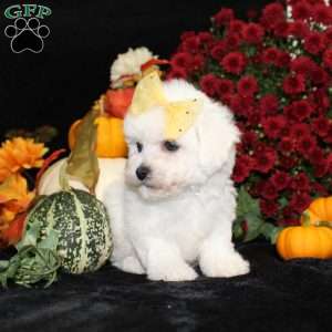 Jewel, Bichon Frise Puppy