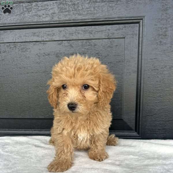 Lacy, Bich-Poo Puppy