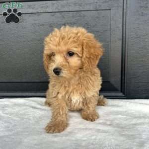 Lacy, Bich-Poo Puppy