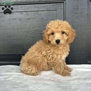 Lacy, Bich-Poo Puppy
