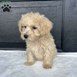 Lucy, Bich-Poo Puppy