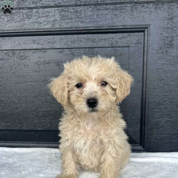 Lucy, Bich-Poo Puppy