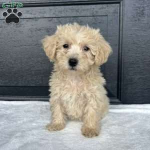 Lucy, Bich-Poo Puppy