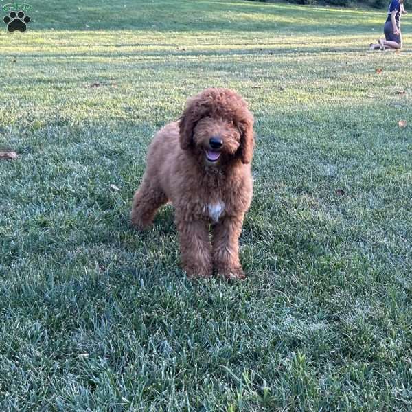 Buddy, Mini Goldendoodle Puppy