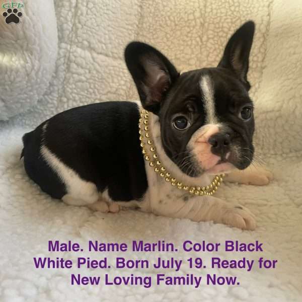 Marlin, French Bulldog Puppy