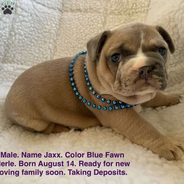 Jaxx, French Bulldog Puppy