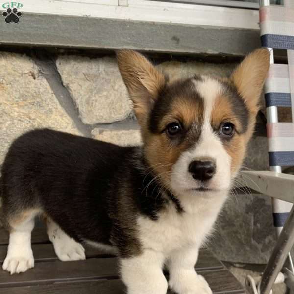Ember, Pembroke Welsh Corgi Puppy
