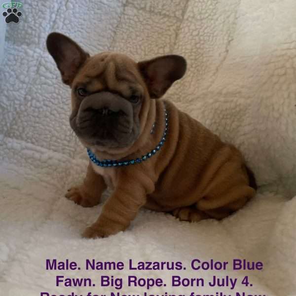 Lazarus, French Bulldog Puppy