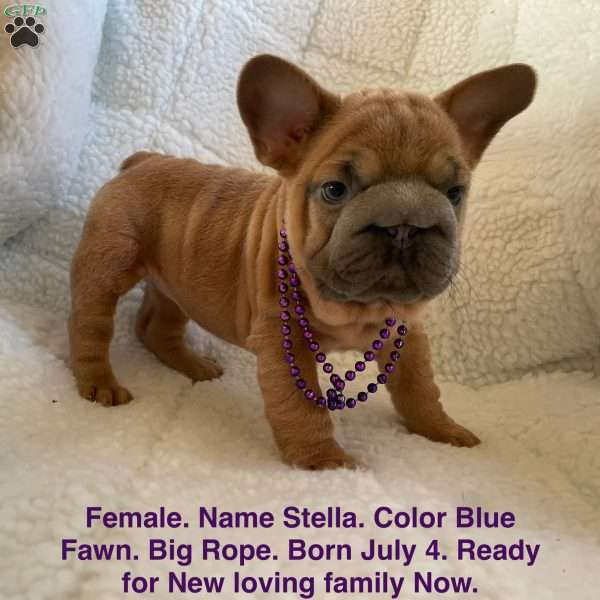 Stella, French Bulldog Puppy