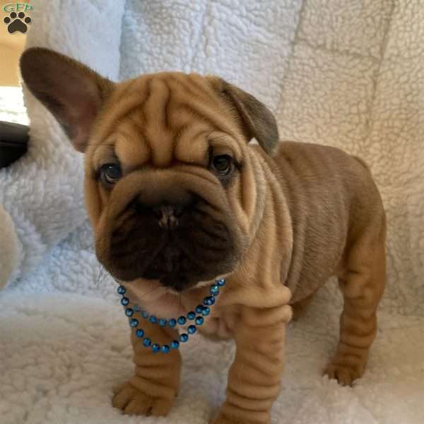 Jorden, French Bulldog Puppy