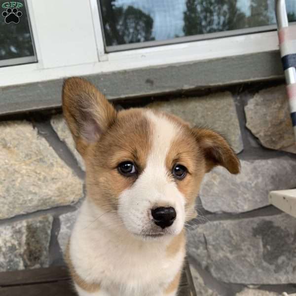 Winnie, Pembroke Welsh Corgi Puppy