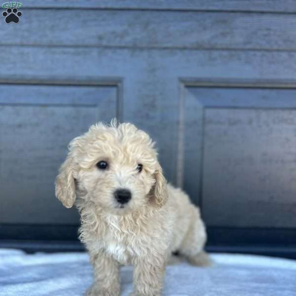 Lily, Bich-Poo Puppy
