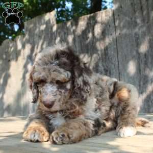 Denver Moyen, Standard Poodle Puppy