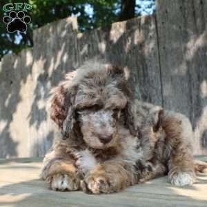 Denver Moyen, Standard Poodle Puppy
