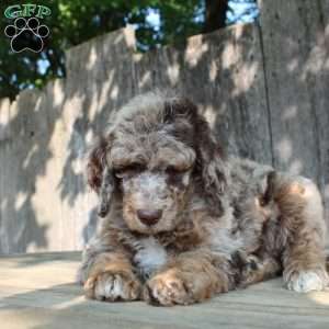 Denver Moyen, Standard Poodle Puppy