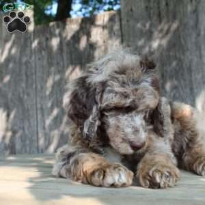 Denver Moyen, Standard Poodle Puppy