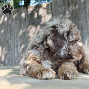 Denver Moyen, Standard Poodle Puppy