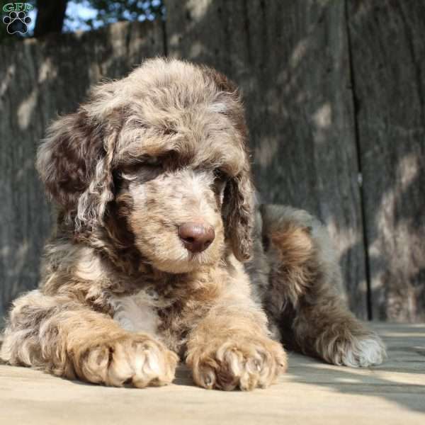 Denver Moyen, Standard Poodle Puppy