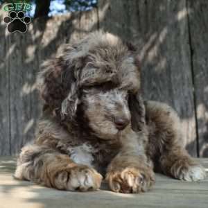Denver Moyen, Standard Poodle Puppy
