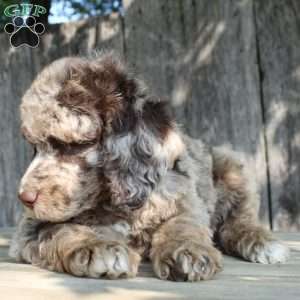 Denver Moyen, Standard Poodle Puppy