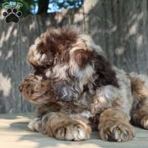 Denver Moyen, Standard Poodle Puppy