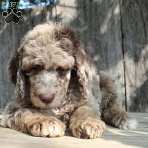 Denver Moyen, Standard Poodle Puppy
