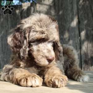 Denver Moyen, Standard Poodle Puppy