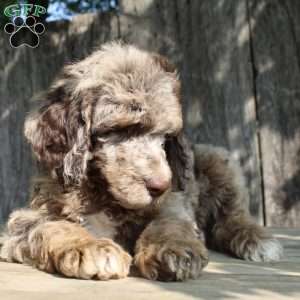 Denver Moyen, Standard Poodle Puppy