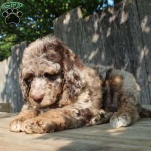 Denver Moyen, Standard Poodle Puppy