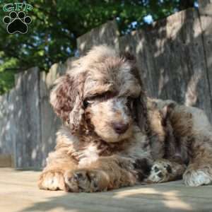 Denver Moyen, Standard Poodle Puppy