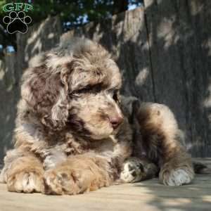 Denver Moyen, Standard Poodle Puppy